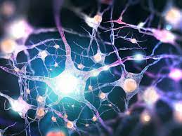 Cuatro moléculas pueden transformar células gliales en neuronas