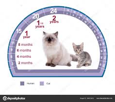 Pet Age Concept Comparison Chart Of Cat And Human Years On