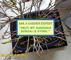 Help My Gardenia Bonsai Is Dying