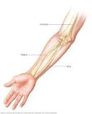 what-are-the-2-bones-in-your-forearm-called