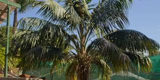 Australian Palms