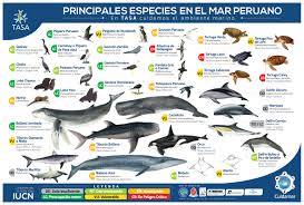 En las aguas frías del mar peruano vive el plancton (animales microscópicos) este es el alimento básico de los peces. Principales Especies En El Mar Peruano By Tasa Flipsnack