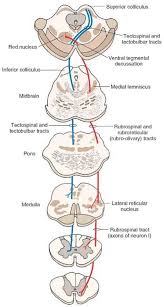 motor neurone physiopedia