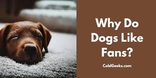 why do dogs like fans answered