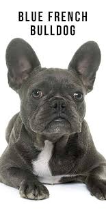 A little walk every day is just enough for a blue french bulldog to be happy and healthy. Blue French Bulldog What You Should Know About This Unusual Coat Color