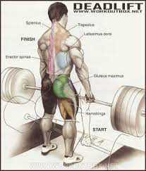 Muscles Worked During Deadlifts Gym Workouts Fitness
