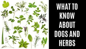 Can Dogs Eat Herbs What You Need To