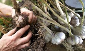 Apalagi bawang putih dapat ditanam di dalam ruangan dengan pot . 6 Kunci Sukses Budidaya Bawang Putih Produksi Tinggi Dan Ramah Lingkungan Kabartani