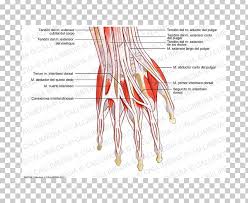 Tendons are similar to ligaments; Thumb Extensor Digitorum Muscle Hand Tendon Png Clipart 360 Degrees Anatomy Angle Arm Common Extensor Tendon