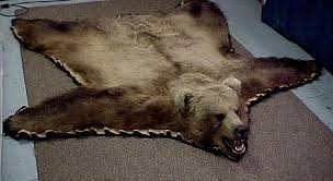 grizzly bear alaska wilderness arts