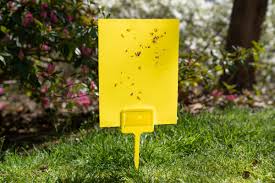 6 best fly traps 2023 guide this
