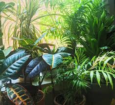 Finished Compost On Your Houseplants