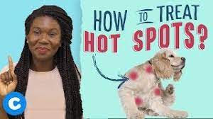 treating dog hot spots in 5 easy steps