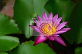 Flowers Lotus Color Pink Wall Water Background Nature Blossom