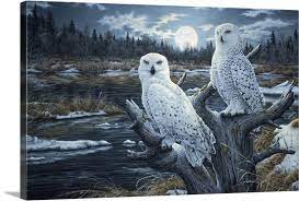 Snowy Owls Wall Art Canvas Prints