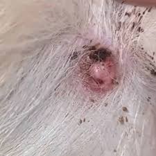 melanoma spread to a dog s skin