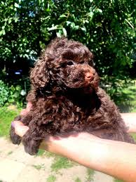 selina purebred healthy toy poodle