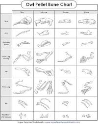 A Whole Selection Of Worksheets To Accompany An Owl Study
