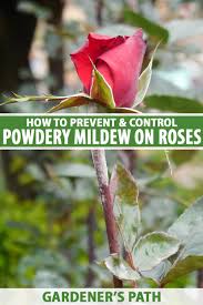 treat powdery mildew on roses