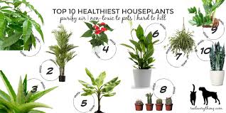 Healthiest Houseplants Purify Air