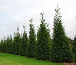 Planting Guides Thuja Green Giant