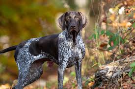 german shorthaired pointer breed guide
