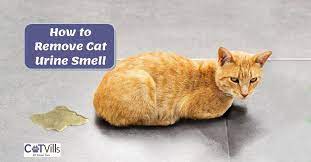 how to remove cat urine smell from tile