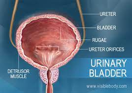 urinary system structures