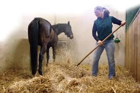 Horse Bedding Horse Care Stall Cleaning