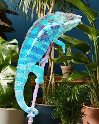 ambanja panther chameleon are