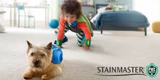 stainmaster carpet flooring reviews 2023
