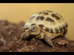 Horsefield Russian Tortoise Care And
