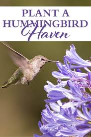 Plant A Hummingbird Haven
