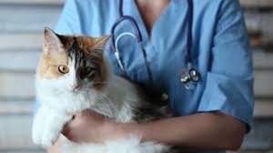 What are other signs and symptoms of stroke in men and women? Stroke In Cats