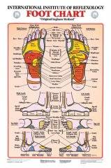 Foot Reflexology Chart Prime Foot Reflexology Chart Frcl L