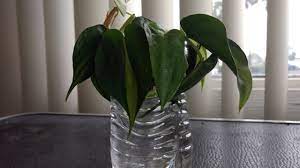 propagating philodendron brasil in