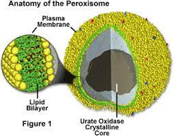 Peroxisomes microbodies are a diverse group of organelles that are found in the cytoplasm of almost all cells, roughly spherical, and bound by a single membrane. Molecular Expressions Cell Biology Animal Cell Structure Peroxisomes