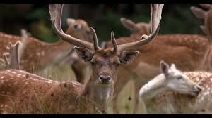 fallow deer in new forest you