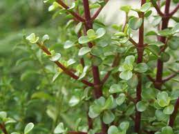 Are Jade Plants Poisonous Garden Tips