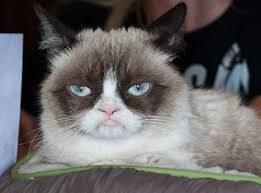 grumpy cat the face of thousands of