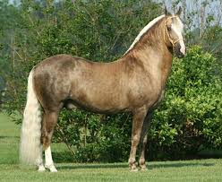 Image result for paso fino horses