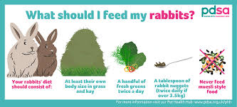 feeding your rabbits pdsa