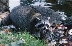 will-a-fox-eat-a-raccoon