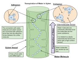 xylem definition and exles biology