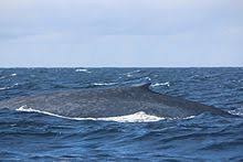 Blue Whale Wikipedia