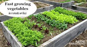 Plant Fast Growing Vegetables For A