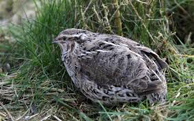 Keep Quails Outside In The Winter
