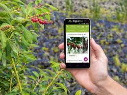Best plant identification apps pl@ntnet: The 3 Best Free Plant Identification Apps Of 2020 For Dayton Gardeners Stockslagers Greenhouse Garden Center