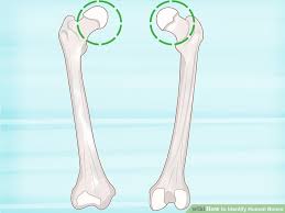 How To Identify Human Bones 15 Steps With Pictures Wikihow