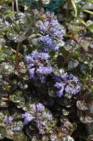 mini crisp red bugleweed ajuga reptans